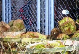 Ồ ạt mua sầu riêng non, thương lái Trung Quốc 'ủ mưu' gì?