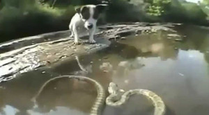 Clip: Chó nhà khiếu chiến rắn