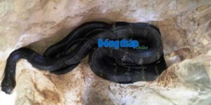 Bắt được rắn lạ khổng lồ ở Đồng Tháp