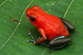 Những loài ếch mang vẻ đẹp chết người