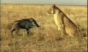 Clip: Lợn lòi liều mạng tấn công sư tử