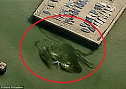 Phát hiện cua 'khủng' nhất thế giới dài hơn 15m?