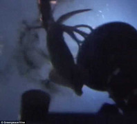 Clip: Mực khổng lồ tấn công tàu ngầm dưới đại dương