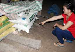 Rắn hổ mang chúa khổng lồ 'ngất xỉu' sau khi bị bắt