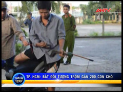 'Cẩu tặc' dùng súng bắn điện trộm gần 200 con chó