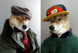 Chú chó có phong cách thời trang như tài tử Hollywood