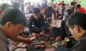 Sới bạc nông dân trong rừng thông