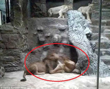 Clip: Sư tử đực giết chết sư tử cái trong vườn thú