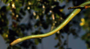 Kinh ngạc nhìn rắn bay giữa không trung ngoạn mục