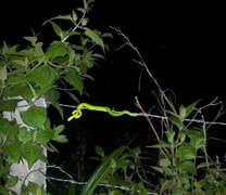 Tay không bắt rắn độc, phó công an xã tử vong