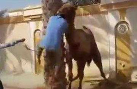 Clip: Lạc đà nổi cơn điên ngoạm đầu, ném người xuống đất