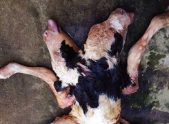 Bê vừa sinh có 2 đầu 6 chân