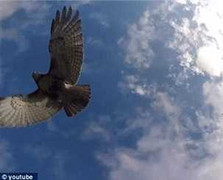 Diều hâu tấn công trực thăng trên bầu trời