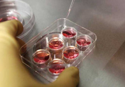 Apple, Facebook hỗ trợ nhân viên nữ 'đông lạnh trứng'