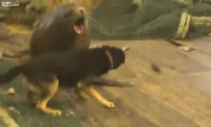 Clip: Chó nhà cả gan khiêu khích hải cẩu