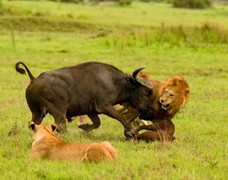 Clip: Voi giải cứu trâu rừng đơn độc thoát vòng vây của bầy sư tử