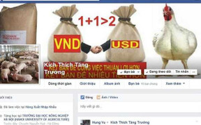 Kỹ nghệ vỗ béo lợn tăng 30 kg một tháng