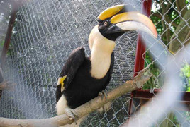 Chuyện người nuôi ‘thần điểu’ của nước Việt