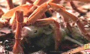 Clip: Nhện 'khủng' xơi tái chuột