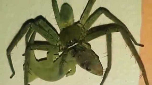 Clip: Nhện 'khủng' hủy diệt thạch sùng