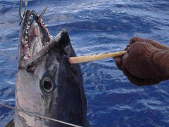 Xôn xao ngư dân bắt được cá ngừ đại dương mọc 'sừng'