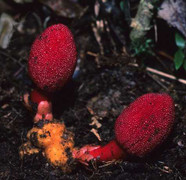 Nói thêm về loài nấm ‘tan cửa nát nhà’ và cỏ phát sáng ở Tây Côn Lĩnh