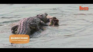 Cá sấu lên bờ cướp trắng mồi của đàn chó hoang