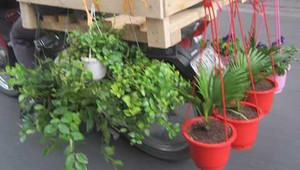 Trò bịp của dân bán cây dạo trên phố Hà Nội