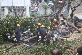 Cây cổ thụ bật gốc đè trúng nhà dân và hàng trăm xe máy