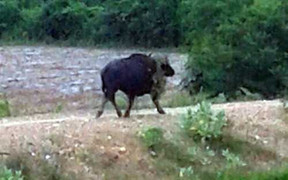 Bò tót 'khủng' xông thẳng vào nhà dân ở Bình Thuận
