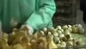 Hàng trăm con vịt sống bị ném vào máy xay làm phân bón