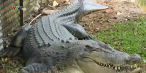 Clip: Cá sấu dài 1.2m sổng chuồng tại Việt Nam