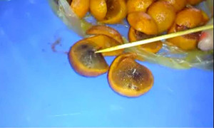 Rùng mình giòi bọ lúc nhúc trong món sấu dầm Hà Nội