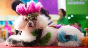 Chi chục triệu cho thú nuôi tắm suối nước nóng, đắp mặt nạ bùn