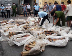 Gần 1 tấn ngà voi ngụy trang 'găng tay cao su' vào Việt Nam