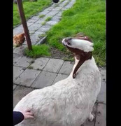 Clip: Con dê có khả năng xoay đầu 360 độ