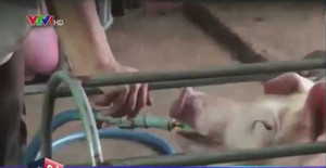 Vạch trần chiêu bơm nước vào lợn trước khi bán để tăng cân