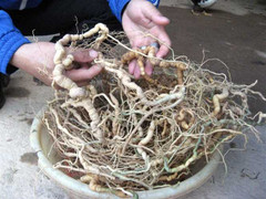 Nông dân thuần phục thảo dược ‘ông uống, bà khen’ thu bạc tỷ