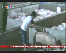 Cận cảnh lò mổ tiêm thuốc ngủ, bơm nước cho lợn tăng cân
