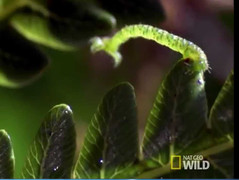 Chiêu bắt mồi sát thủ của sâu bướm Hawaii