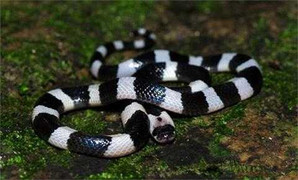 Người đàn ông bị rắn độc cắn liệt tứ chi