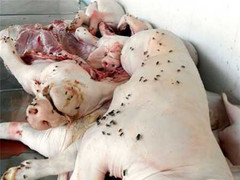 Rùng mình bữa ăn từ lợn thối, lợn bệnh cho học sinh tiểu học