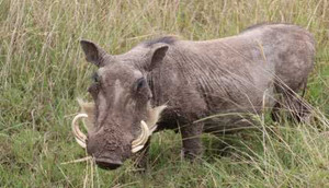 Bị lợn rừng tấn công, một phụ nữ chết thảm