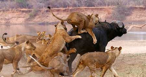 Clip: Trâu rừng bị sư tử truy sát bi thảm