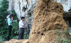 Kỳ lạ tổ mối khổng lồ được cả làng bảo vệ trăm năm nay