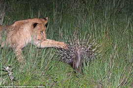 Nhím dùng 'áo giáp' lợi hại đối đầu bầy sư tử