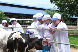 Gia đình MC Phan Anh, BTV Hoài Anh trải nghiệm tại trang trại bò sữa Vinamilk