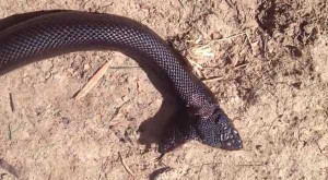 Kì lạ con rắn đen có 2 đầu