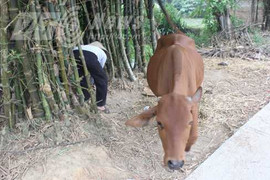 Kỳ lạ ngôi làng ở Bắc Giang 10 năm không nuôi được vật 4 chân