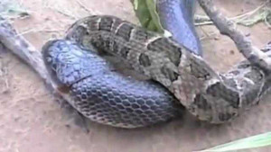Cuộc chiến thảm khốc giữa trăn và rắn hổ mang